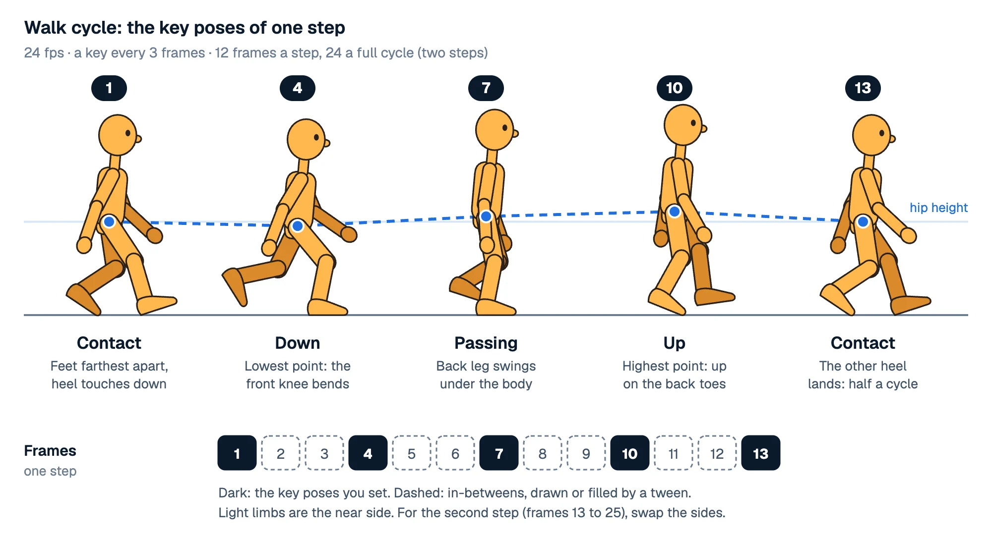 Five poses of a walking mannequin on frames 1, 4, 7, 10 and 13: contact, down, passing, up and contact again, with a dashed line showing the hips dip and rise